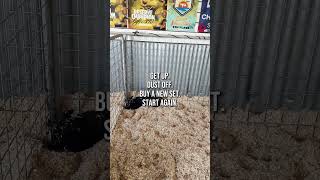 New set of showpigs in the barn! New Dreams! #showpigs #stockshowlife #pigs