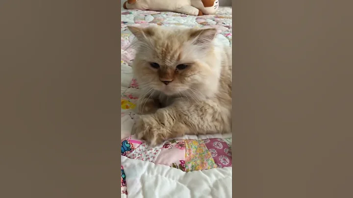 Video 4577681: cute himalayan persian cat, flame point himalayan persian, persian kitty cute cat, persian cat cute animal