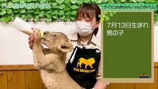 【富士サファリパーク】ライオンの赤ちゃん、ミルクを飲んでスクスク成長