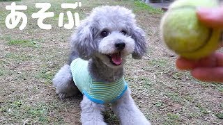 🐶【ゆるっと雑談】トイプードルと久しぶりにボール遊び。【トイプードルのグリィ】【dog】【toy poodle】