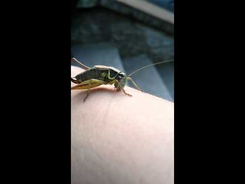 Grasshopper nibbling my