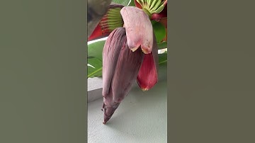 Chuối sứ lùn cao tầm 2m trổ buồng