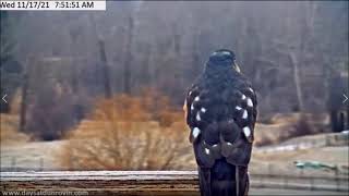 Dunrovin Ranch Osprey Video_2021-11-17_213803-Sir Sharpie the Hawk