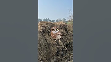 dance owl  🦉 dancing 🕺 viral dance #dance #couple #viral #trending #shorts #foryou #fyp #apt #M58