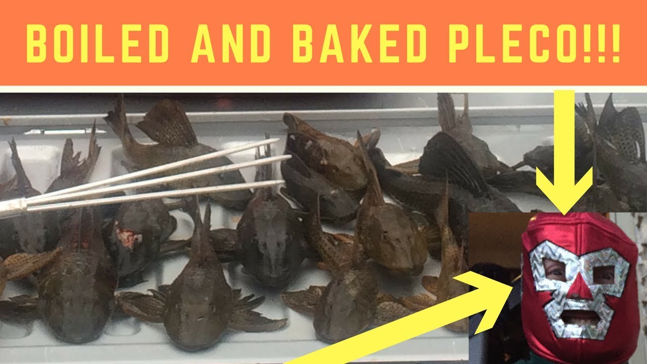 Boiled and Baked Pleco (armored catfish) from the San Marcos River YouTube