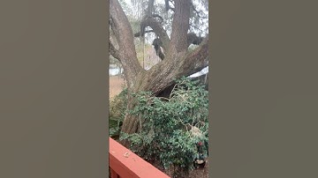 TREES I GUESS #trees #iguess #love #irony #humor #content #shorts #random #arborist #laughter #cool