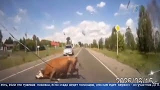 Депутаты требуют не привлекать владельцев животных, попавших в ДТП Депутаты требуют не привлекать владельцев животных, попавших в ДТП