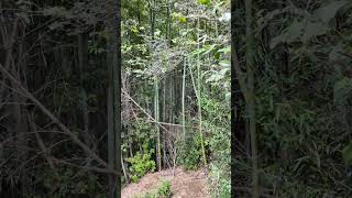 Nature ASMR: Descending the Chinese Tea Plantations by the Bamboo Forest #natureasmr #bambooforest