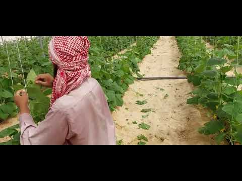 فنون زراعيه حلقه 155 الرى كمية المياه اللازمه لمحصول الخيار