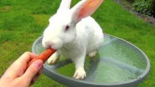 Белый Новозеландский кролик кушает морковку