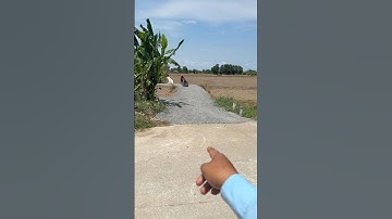 Bán 1025m2 đất lúa đường xe hơi ấp3 xã tân ân cần đước long