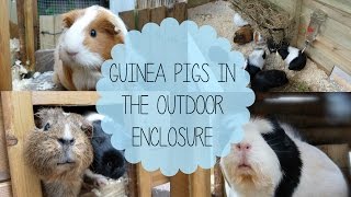Guinea Pigs in the Outdoor Enclosure