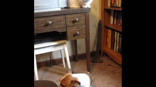 Dog Growling at Deaf Cat Above Him @lilgoatfarm
