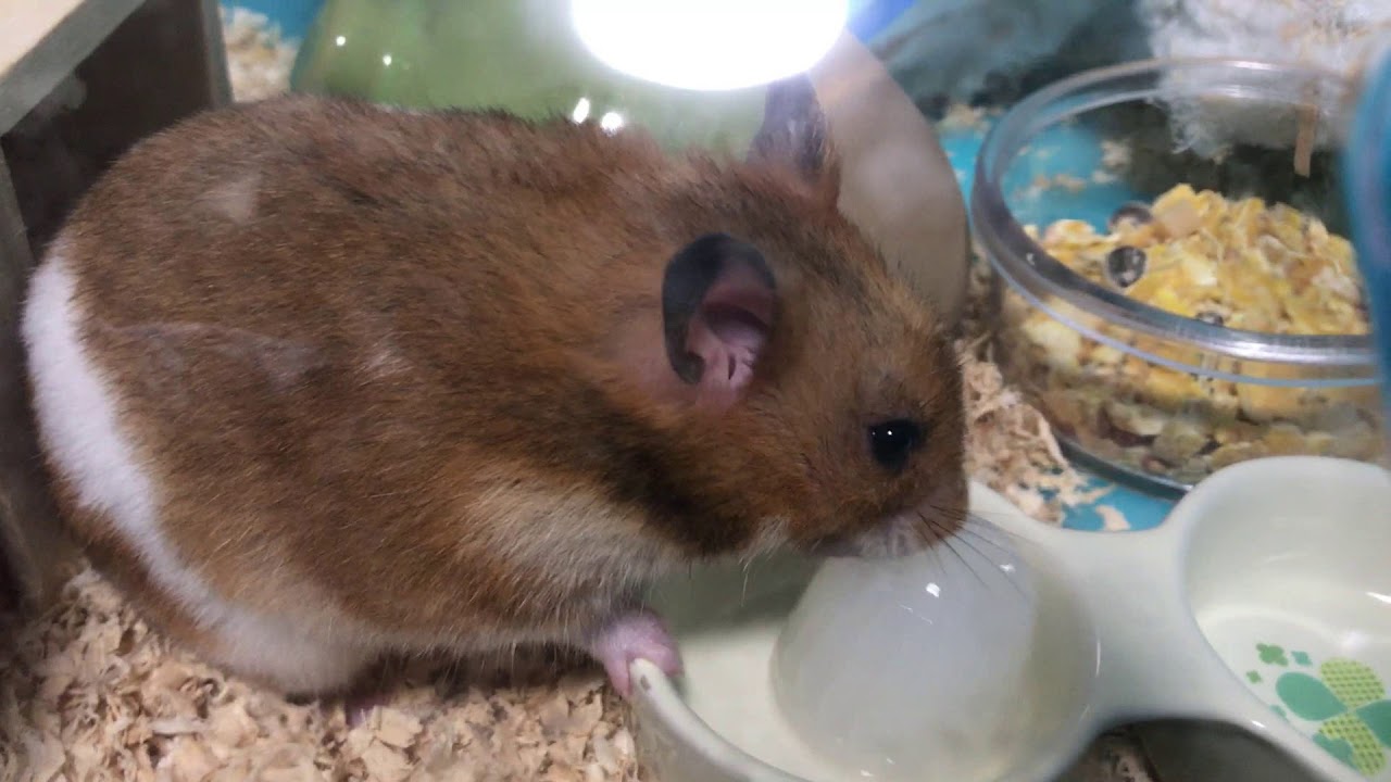 ハムスターにゼリーあげてみた！ Hamster eat jelly YouTube