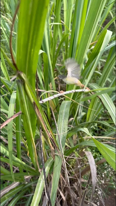 Attracting birds in a sugarcane plantation, but instead getting something like this #vlog #bolang...