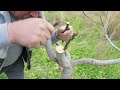 تطعيم تلقيم تركيب شجرة التين بالقلم بسهولةfig Grafting 