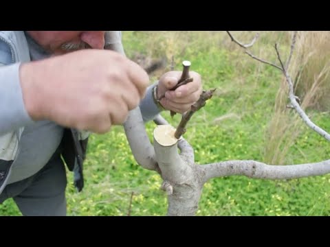 Thumbnail for تطعيم (تلقيم،تركيب) شجرة التين بالقلم: بسهولةfig grafting