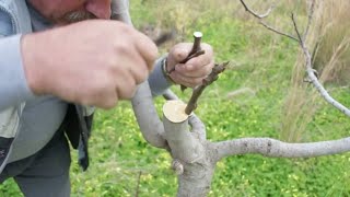 تطعيم (تلقيم،تركيب) شجرة التين بالقلم: بسهولةfig grafting
