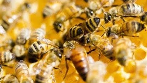 Bee Algorithm - Application of Artificial Bee Colony Algorithm in Fast-Moving Consumer Goods