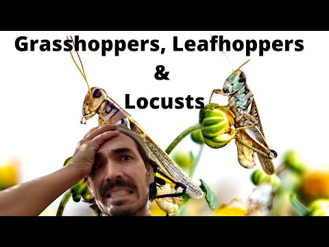 Video: Leafhopper Control - Behandelen van sprinkhanen in gazons en tuinen