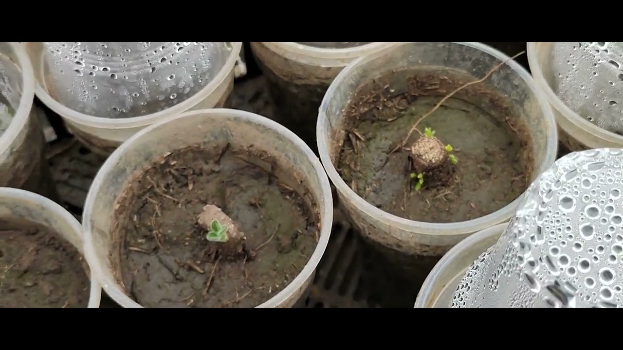 Павловния  (Paulownia) Z07 в России Волгоградской области