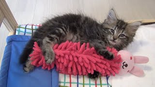 Try Not To Aww Watching Cute Cats And Kittens 2022 by Just Aww 4,283 views 1 year ago 4 minutes, 35 seconds