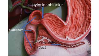 Medical terms 11,   Gastrointestinal system