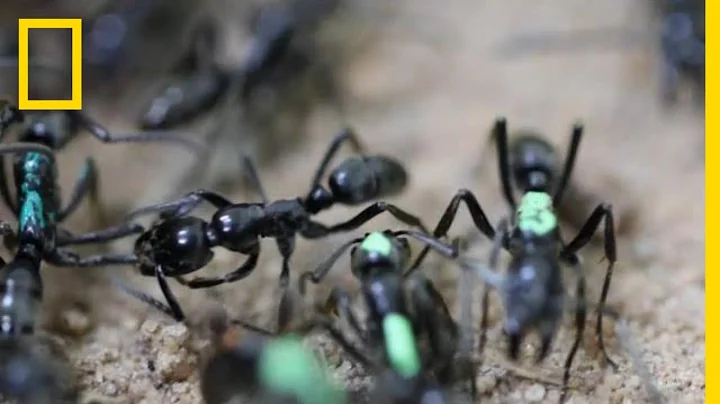 Self-Sacrificing Ants Refuse Treatment of Their Wounds | National Geographic - DayDayNews