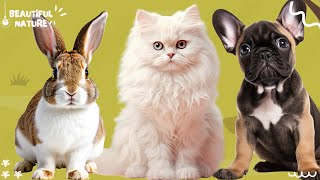 Happy animal moment: Rabbit, Cat, Dog - Animals sound by Beautiful Nature 117 views 3 weeks ago 10 minutes, 43 seconds