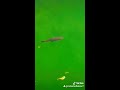 هاني شاكر علي الضحكة يا علي