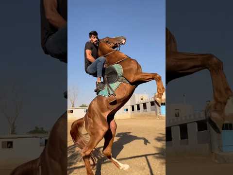 ماشاءالله الفارس خيل فرس خيل عربيه اصيله حصان حصان عربي اصيل خيالة فرسان  