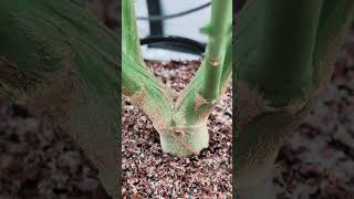 EP. 4 Holy Hand Grenade Auto (Mutated) by Speedrun seeds 84 Days (Seed 2 Darkness) A- RANK