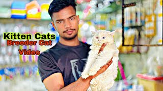 Important Cat Kittens  | Tollion market Lahore | pets market