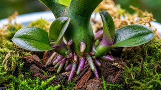 Forget Expensive Fertilizers! This Simple Secret Will Help Your Orchids Thrive!