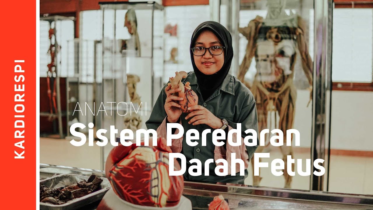 Anatomi Systema Cardiovasculare : Sirkulasi fetus