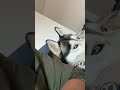 Il est du animaux chien husky