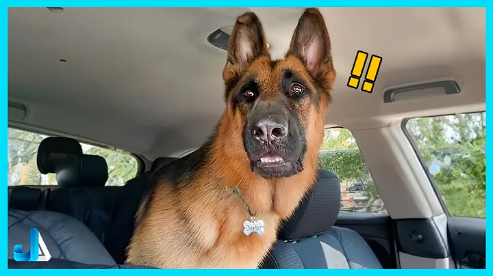 Funny Animals 2025 🐶 Even the Police dogs turn small at the Vet | Funny Dog Video 2025