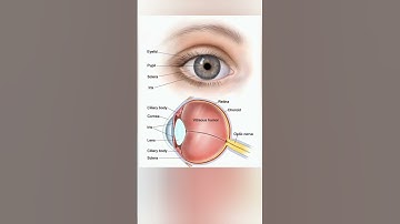 EYE ANATOMY|ANATOMY & PHYSIOLOGY#biology#ophtalmology#pediatricophthalmology#optometryschool#viral😳📚