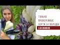 ТОЛЬКО ПРОВЕРЕННЫЕ СОРТА И ГИБРИДЫ БАКЛАЖАН