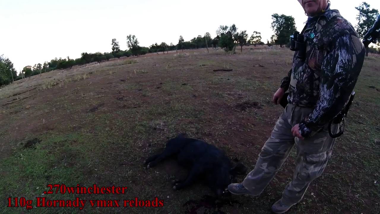 wild boar hunting australia YouTube