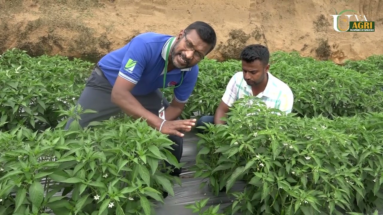 මිරිස් වගාව බිදුණුවැව