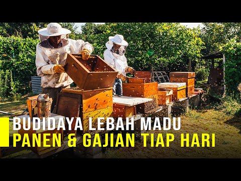 Video: Dari mana asal peternakan lebah?