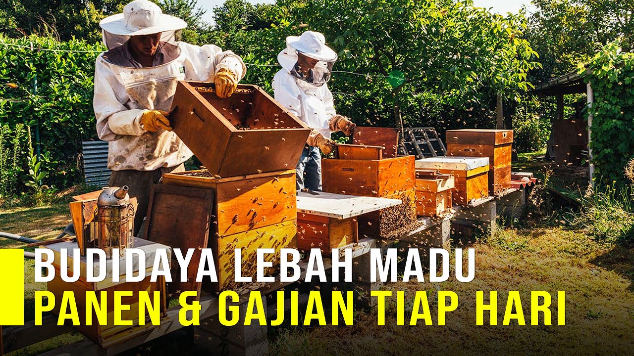 Panen dan Gajian Tiap Hari Dari Budidaya Lebah Madu