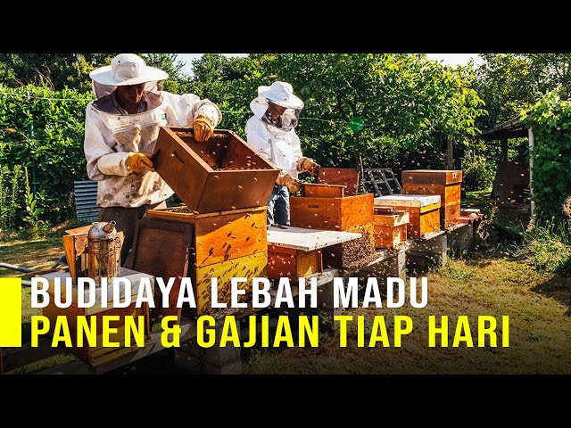 Panen dan Gajian Tiap Hari Dari Budidaya Lebah Madu class=