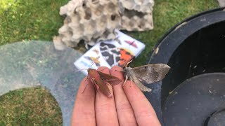 Moth trapping EXPLAINED! How and why it’s done, moth trap July 17th 2026