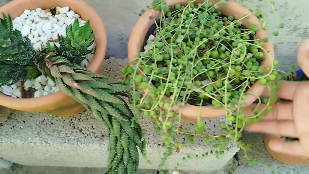 Suculentas no quintal e no corredor.