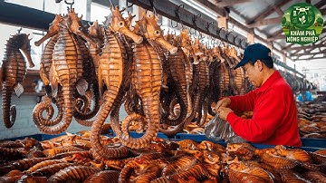 Cá Ngựa Triệu Đô – Cách Nuôi & Chế Biến Loài Cá Quý Hiếm Thành Dược Liệu Triệu Đô!