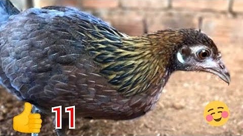 tiếng gà mái rừng mới nhất. suab poj qaib seev zoo heev tiag2 ไก่ต่วเสียงดีเสียงดังมาก