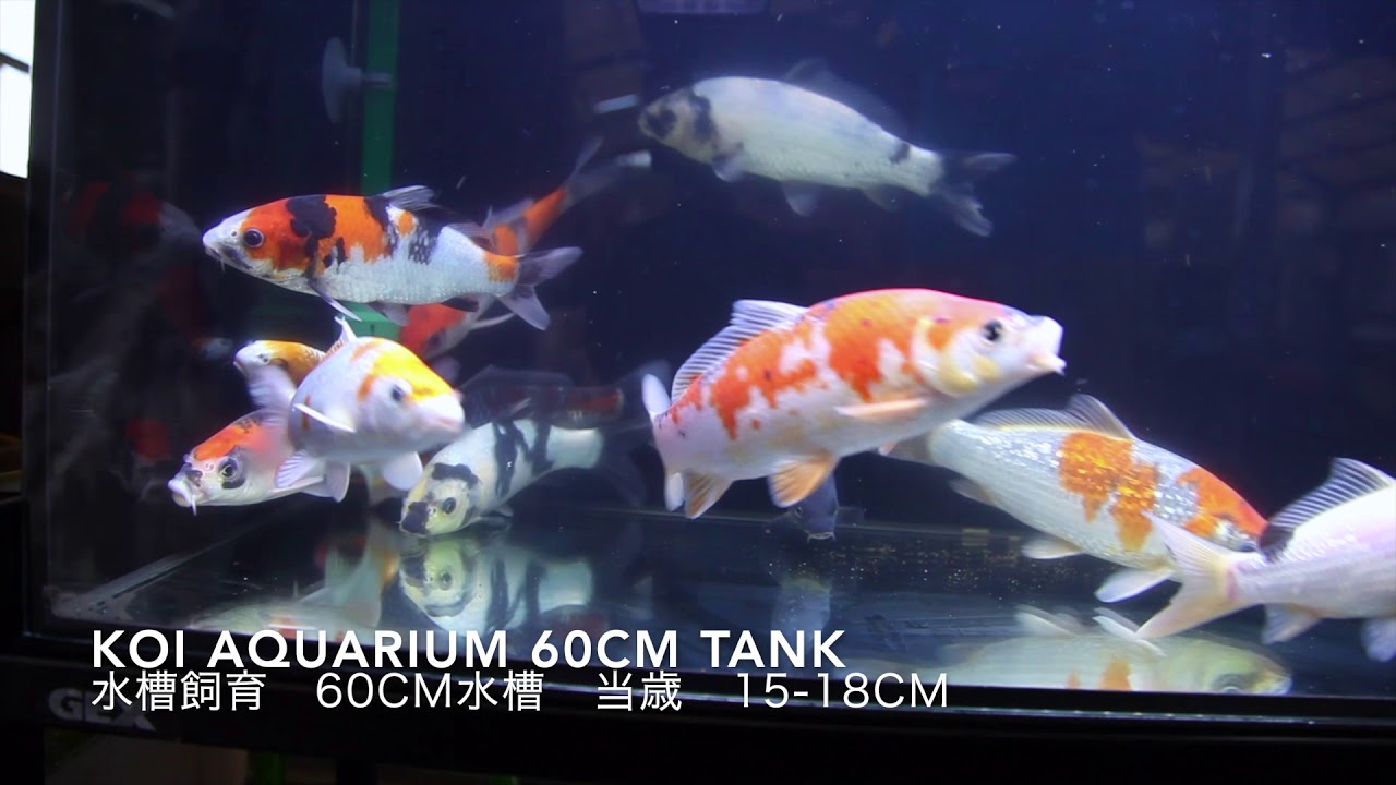 鯉 大きい鯉が釣れますよ。 初心者向けイケスもあるから、 簡単に