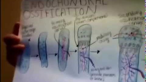 Endochondral Ossification process modeling project video